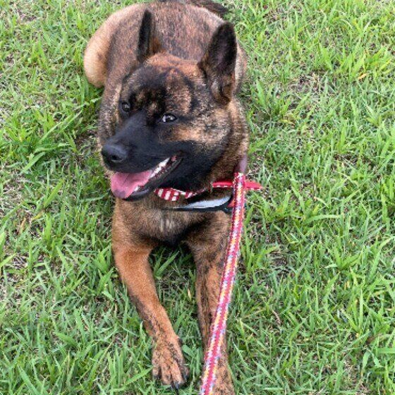 散歩する甲斐犬