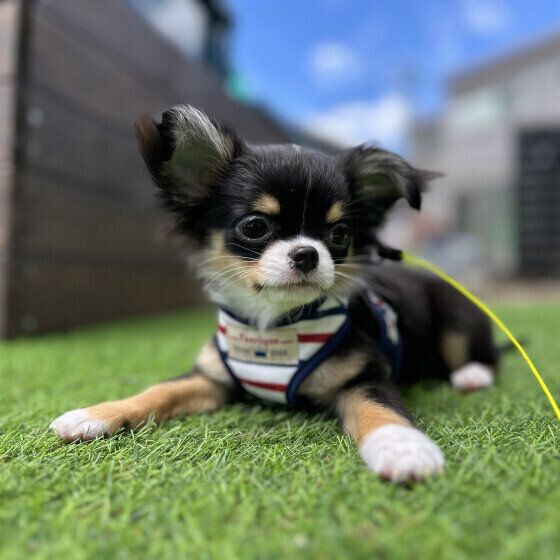 犬がハチに刺されたらどうすればいい？ 応急処置の方法を獣医師に聞いた いぬのきもち