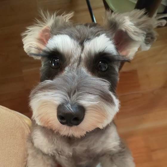 まんまるお目めのミニチュア・シュナウザー