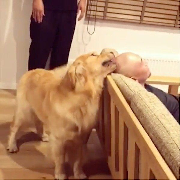 おとーさんが好きなゴールデン・レトリーバー