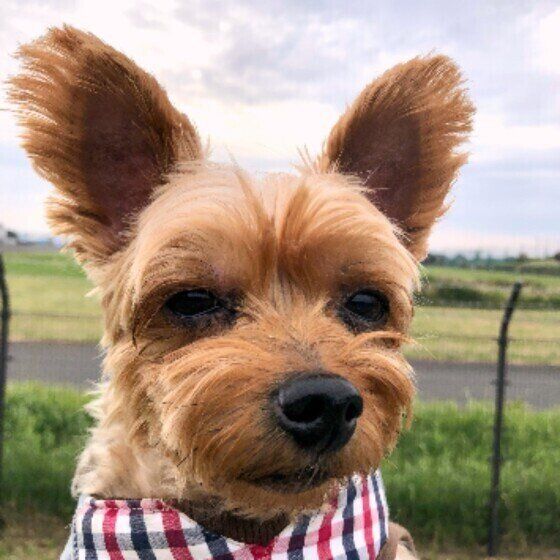 オスとメス、それぞれなりやすいおしっこの病気とは いぬのきもち