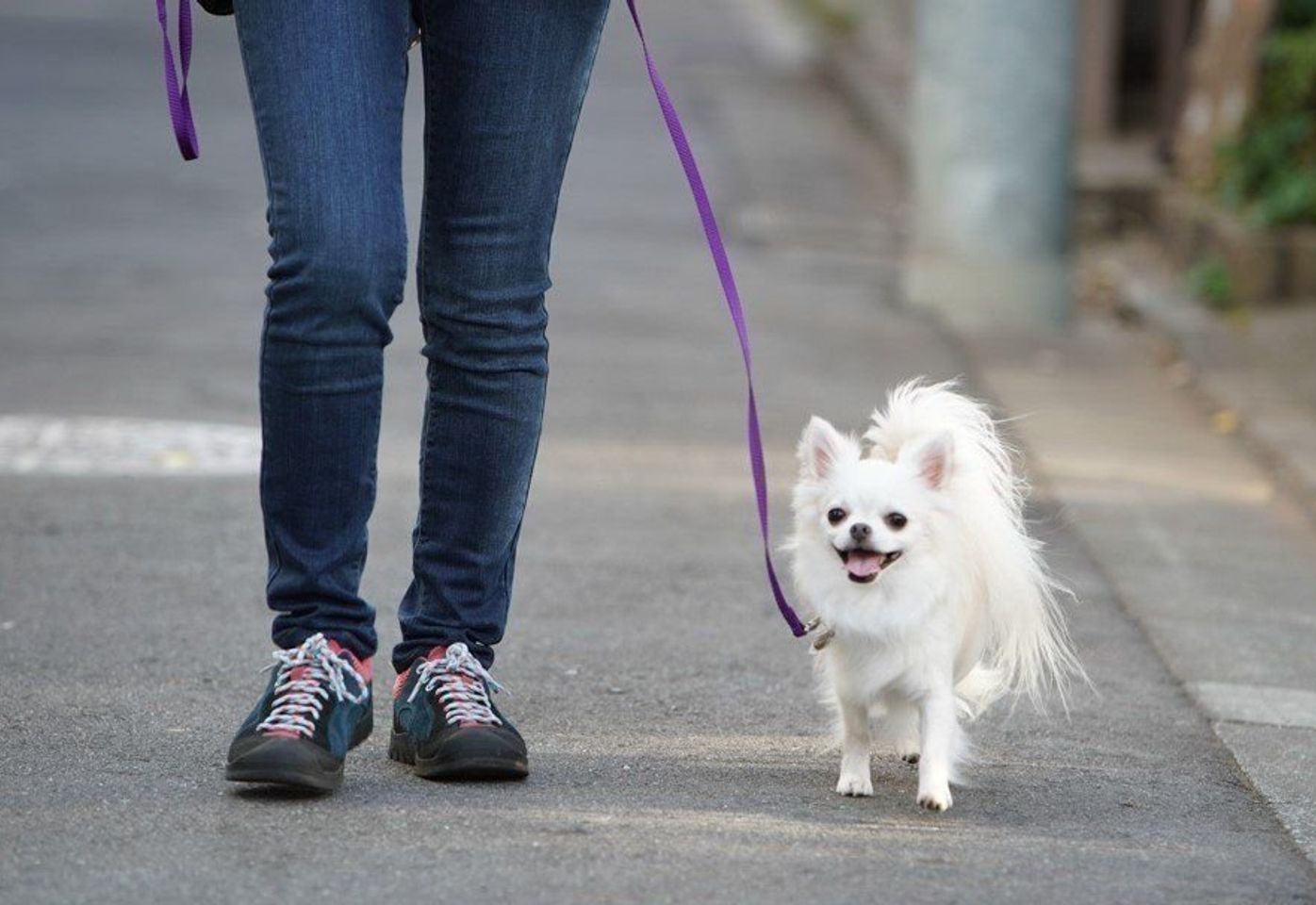 愛犬を吠えさせない飼い主さんの3つの生活習慣とは いぬのきもちweb Magazine 愛犬を吠えさせない飼い主さんの3つの生活習慣とは いぬのきもちweb Magazine