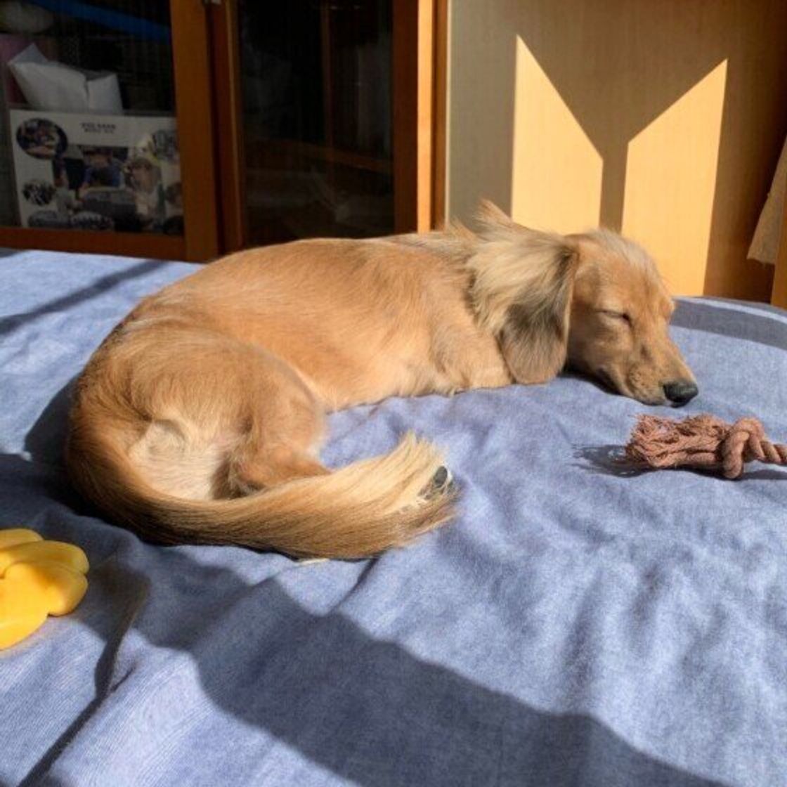 犬が気持ちよさそうにする ひなたぼっこ メリットや注意点は いぬのきもちweb Magazine 犬が気持ちよさそうにする ひなたぼっこ メリットや注意点は いぬのきもちweb Magazine