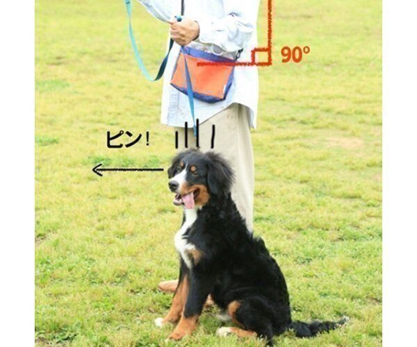愛犬を左側に立たせる