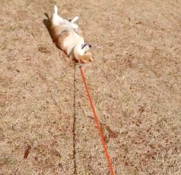 イヤイヤを発動させる柴犬