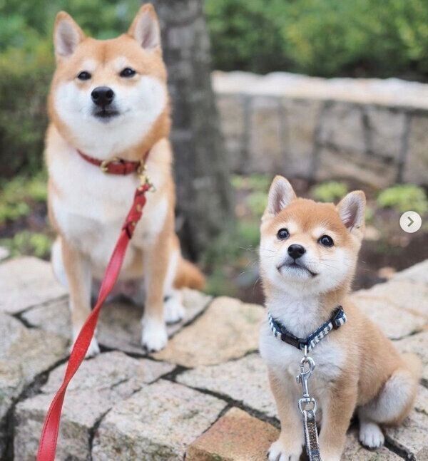 仲良くお座りするにこちゃんとたまちゃん