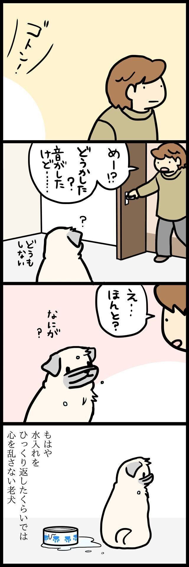【連載】パグ犬めー
