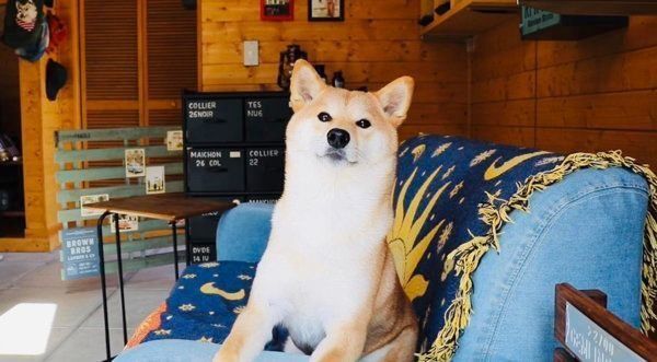 柴犬のぷんちゃん