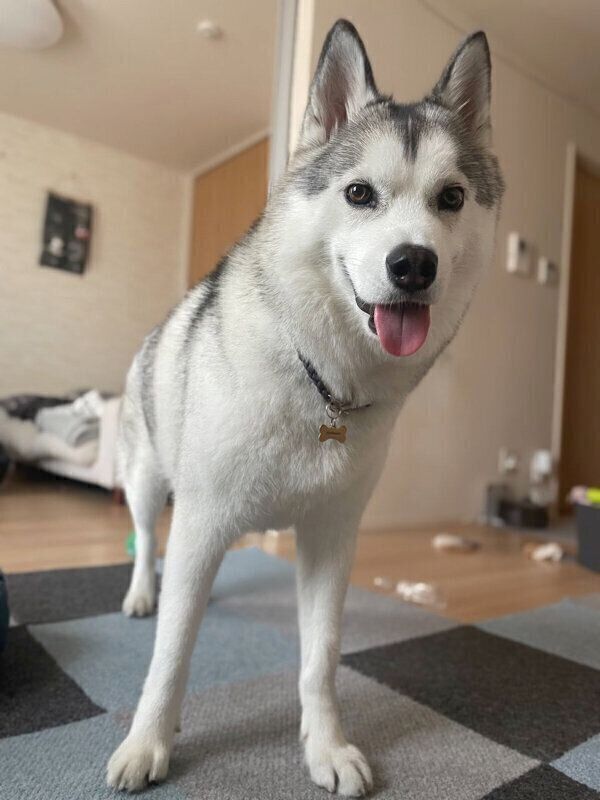 笑顔が可愛いじょんすのーくん