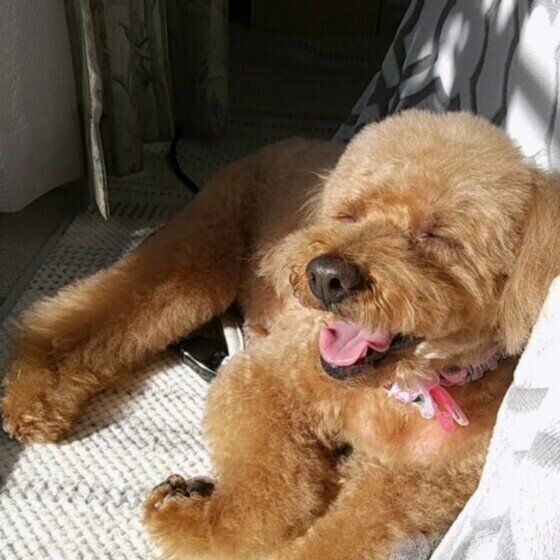 トイ・プードルのふうちゃん