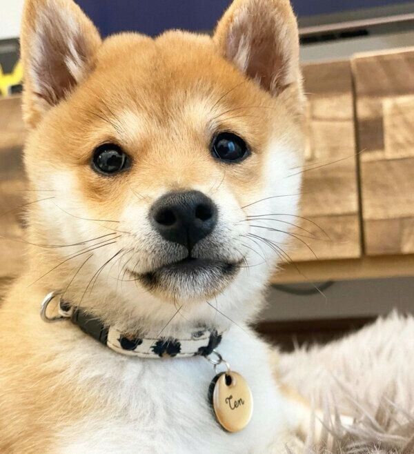 見つめるてんちゃん