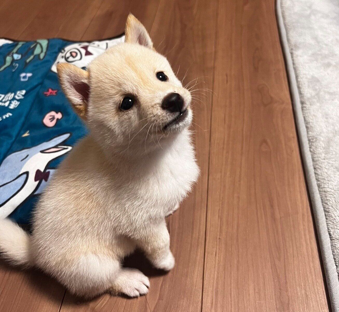 お迎えしたばかりのころのつきひちゃん