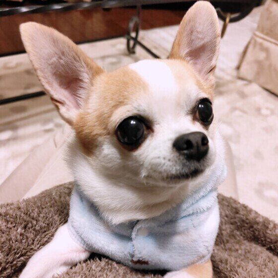 冬は犬の低体温症に要注意！ 犬の低体温症の対応と予防法とは？ いぬのきもち