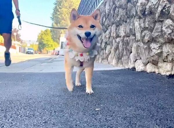 楽しそうに歩くももっぷちゃん