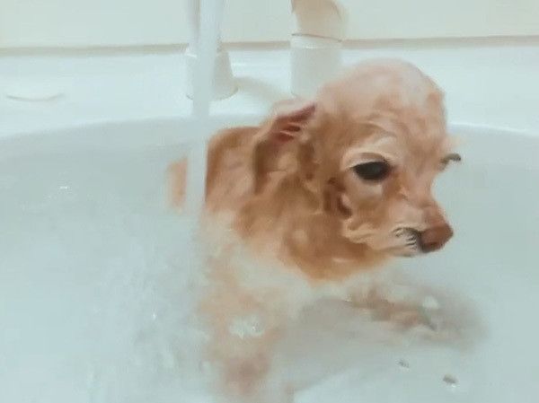 お風呂でウトウトするトイ・プードル