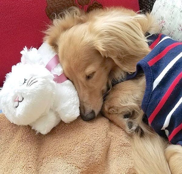 元繁殖犬・伶音ちゃん