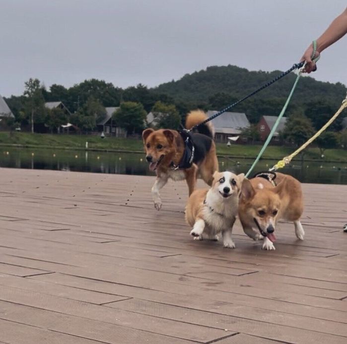 散歩するしょうゆくん、ぽんずくん、しおちゃん