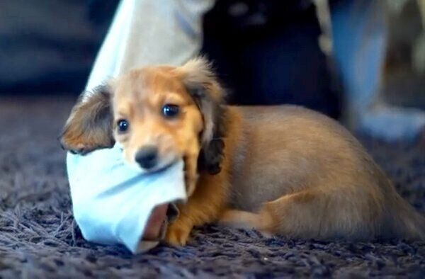 ダックスの子犬の 寝落ち姿 が悶絶級の可愛さ 2年後の大人になった今 いぬのきもちweb Magazine