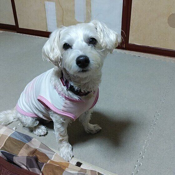 9才になった凛ちゃん