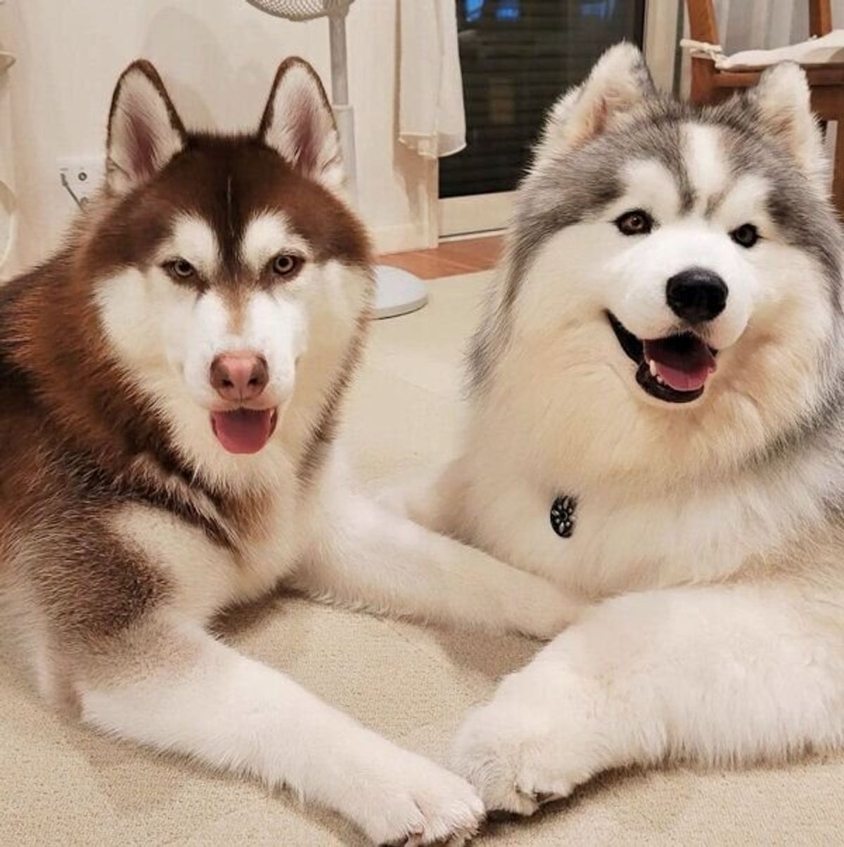 2カ月半で ワイルドな犬 に変貌を遂げたハスキー子犬 もうすぐ2才になる 現在の成長ぶりも微笑ましい いぬのきもちweb Magazine 2カ月半で ワイルドな犬 に変貌を遂げたハスキー子犬 もうすぐ2才になる 現在の成長ぶりも微笑ましい いぬのきもちweb Magazine