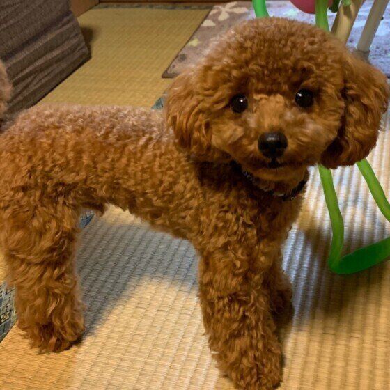 見つめるトイ・プードル