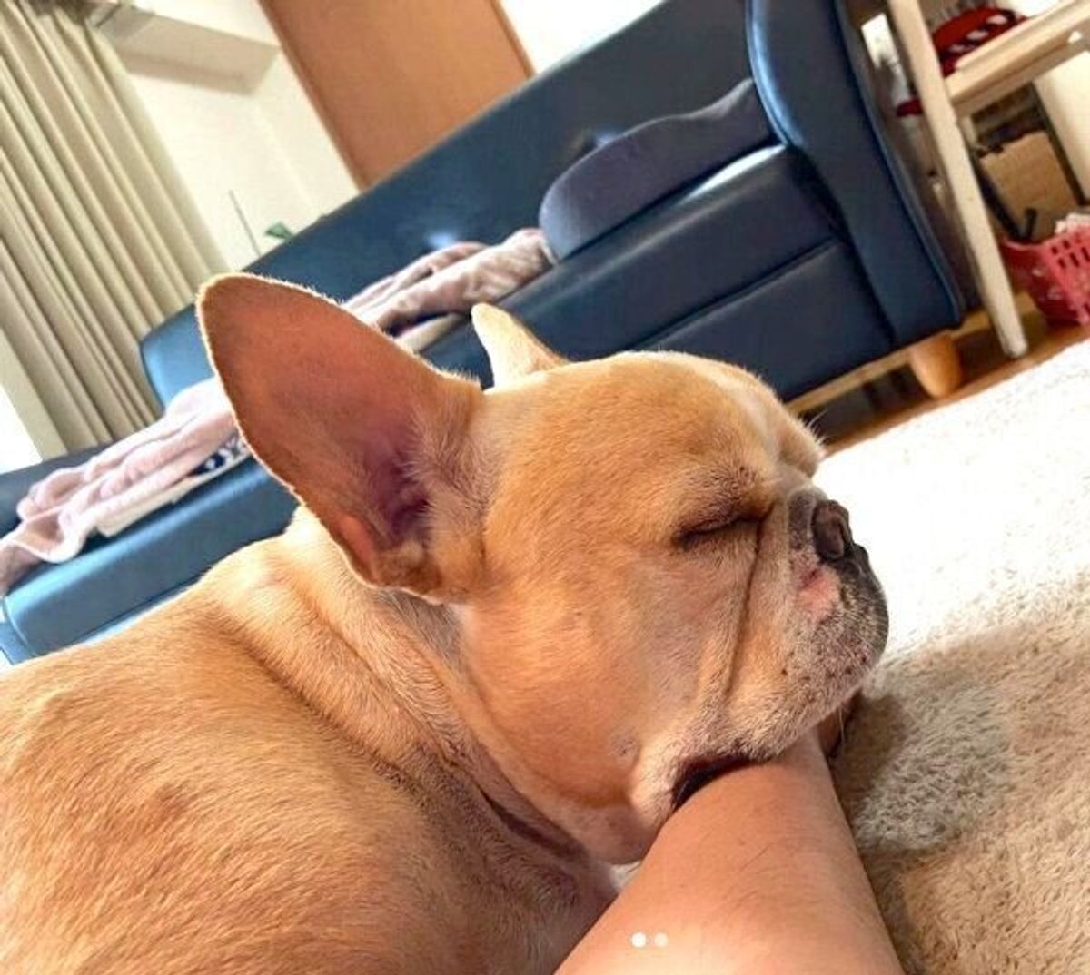 犬の あご乗せ 行動に悶絶 癒し おもしろエピソードの数々にほっこり いぬのきもちweb Magazine 犬の あご乗せ 行動に悶絶 癒し おもしろエピソードの数々にほっこり いぬのきもちweb Magazine