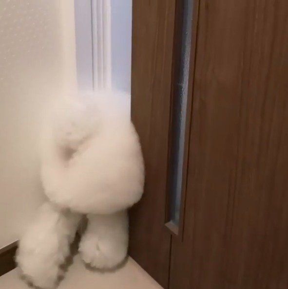 モフモフのしらすくん