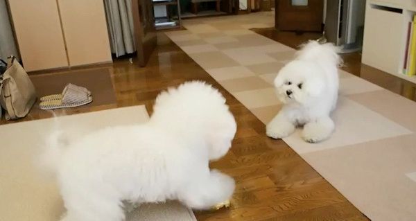 見つめ合うビション・フリーゼ