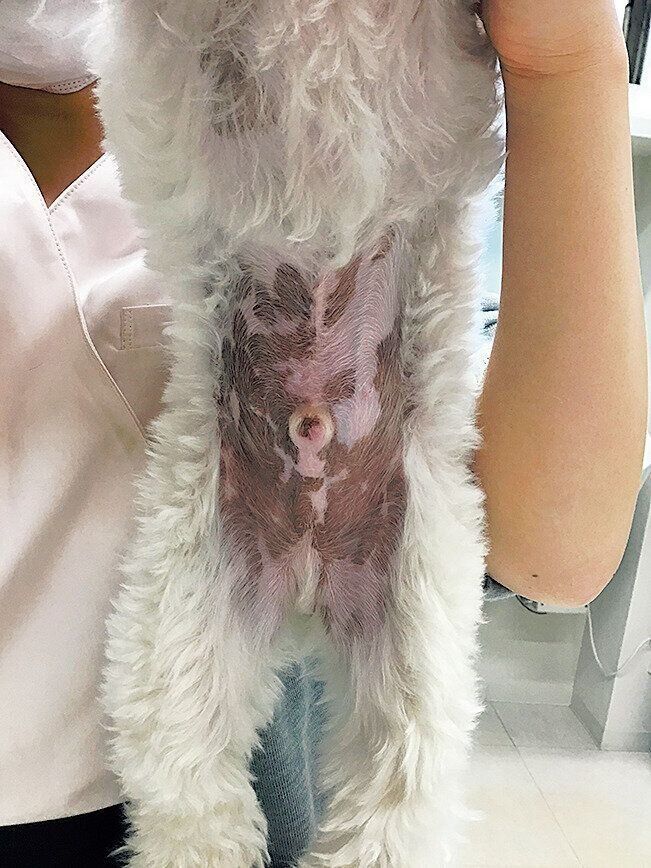 症例写真提供／石田陽子先生