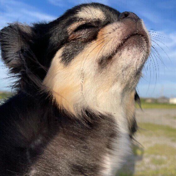 散歩中にのチワワ