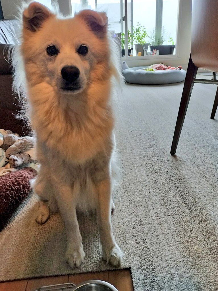 おやつをスタンバイしている犬