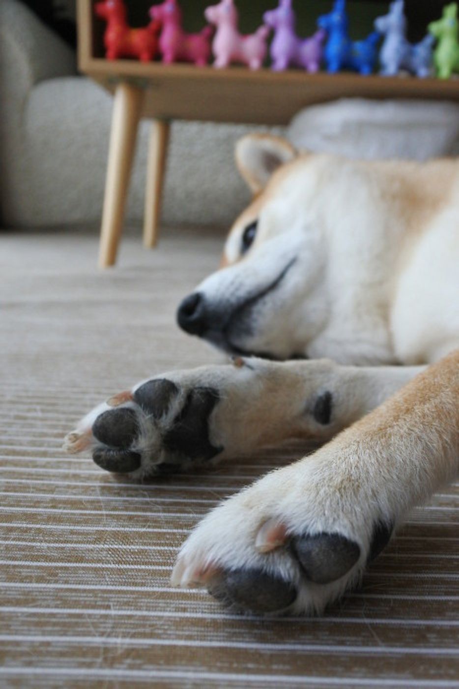 柴犬マロたん 猛暑からアレルギー症状を遠ざけるのに必要なのは 掃除と見えない先輩たちの力 いぬのきもちweb Magazine 柴犬マロたん 猛暑からアレルギー症状を遠ざけるのに必要なのは 掃除と見えない先輩たちの力 いぬのきもちweb Magazine