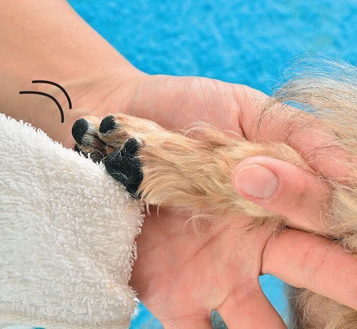犬の足拭き