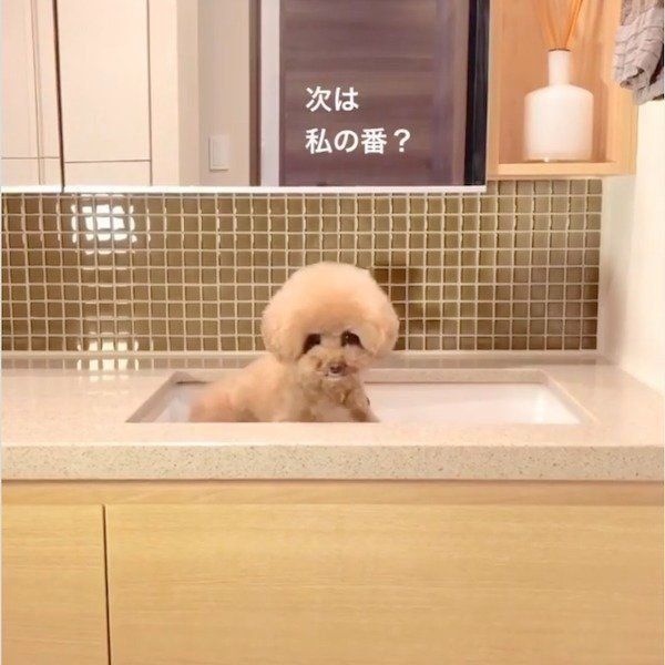 足を洗う順番待ちをするパンナちゃん