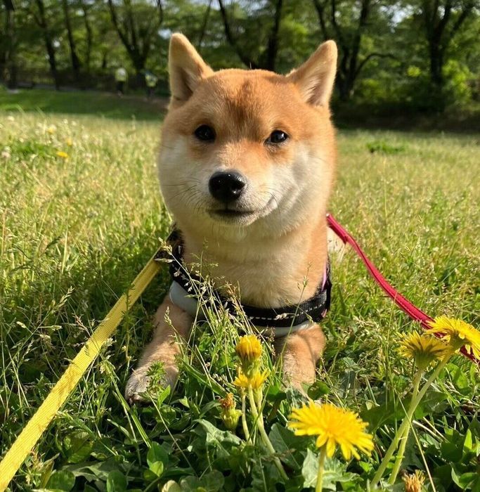 子犬時代のゴンくん