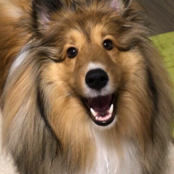 笑顔のシェットランド・シープドッグ