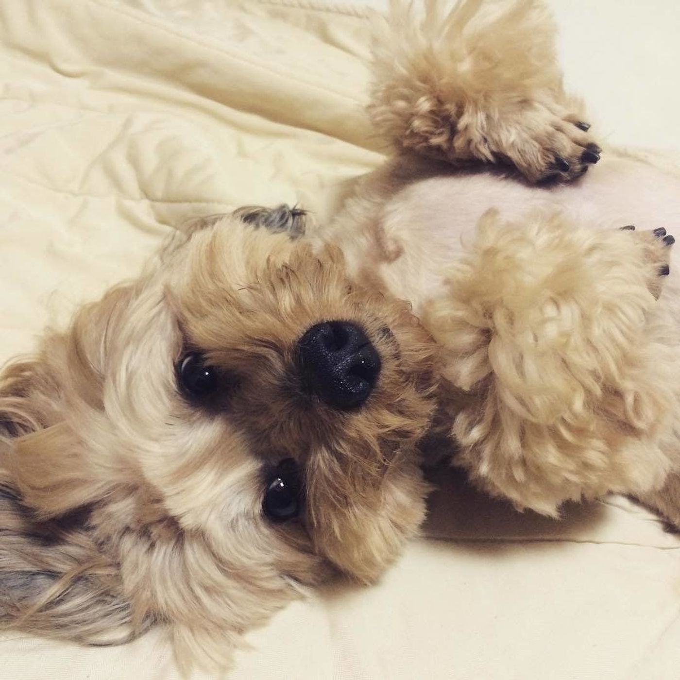 うらめしや 犬が 幽霊ポーズ をするときの心理は 獣医師監修 いぬのきもちweb Magazine うらめしや 犬が 幽霊ポーズ をするときの心理は 獣医師監修 いぬのきもちweb Magazine
