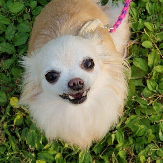 緑に囲まれたチワワ