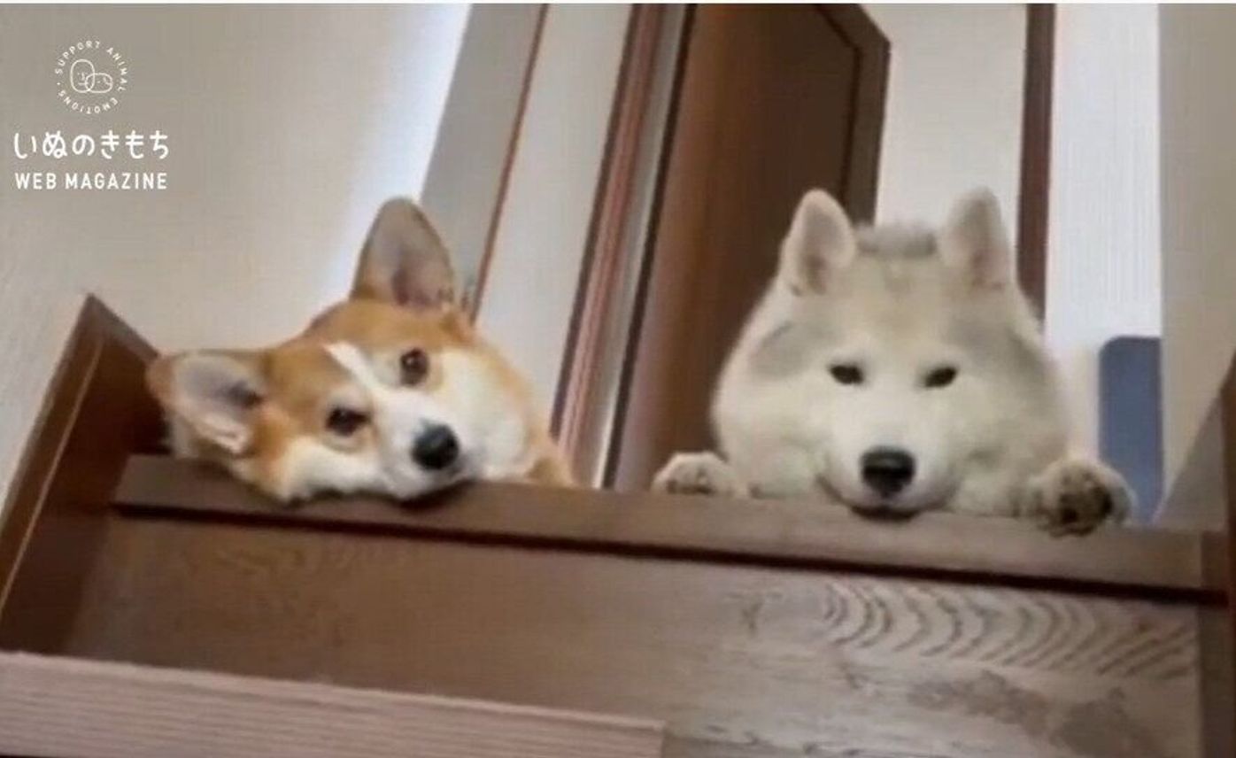階段で飼い主さんをお出迎え ナデナデ待ち のコーギー ハスキーに癒される いぬのきもちweb Magazine 階段で飼い主さんをお出迎え ナデナデ待ち のコーギー ハスキーに癒される いぬのきもちweb Magazine