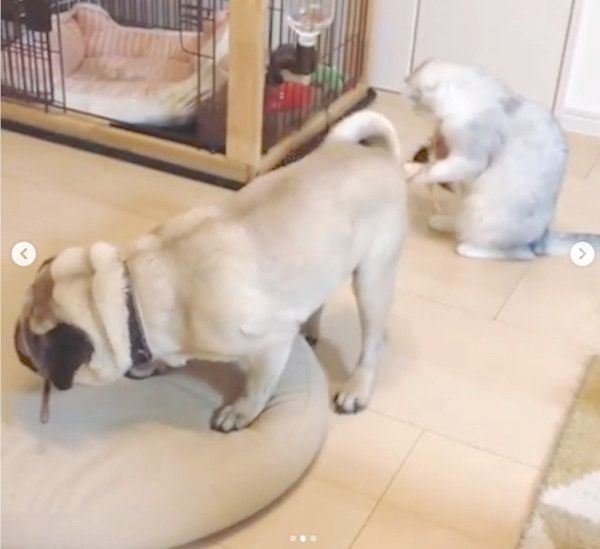 ニャンコ釣りをするパグ