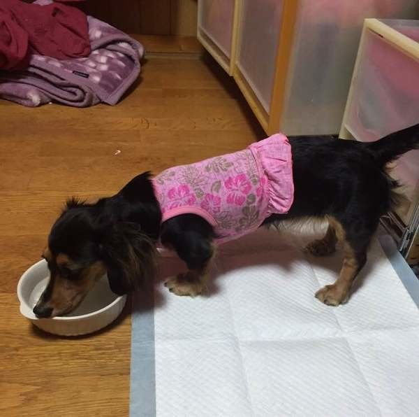 犬用グッズも工夫次第 経済的 エコな代用品アイディアをご紹介 いぬのきもちweb Magazine