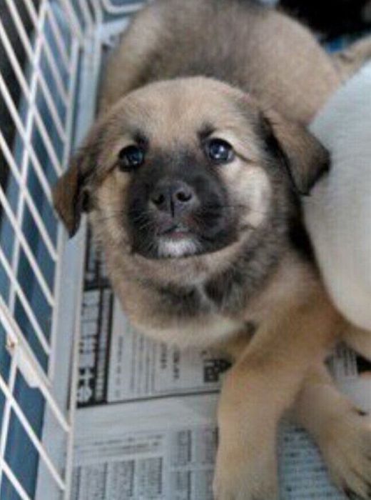 生後3カ月ごろの保護犬
