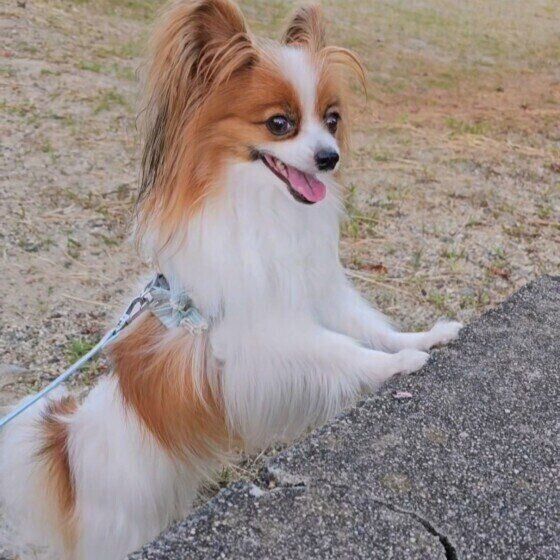 パピヨンのはるとくん