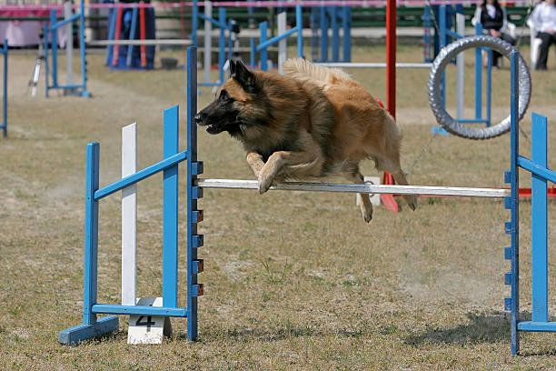 ベルジアン・シェパード・ドッグ・タービュレン