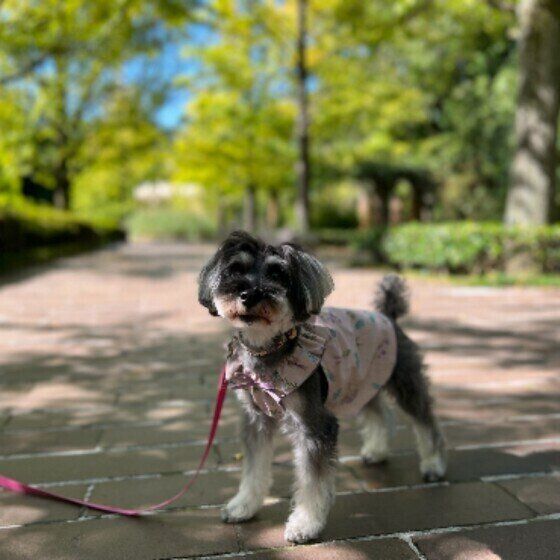 散歩をしているミニチュア・シュナウザー