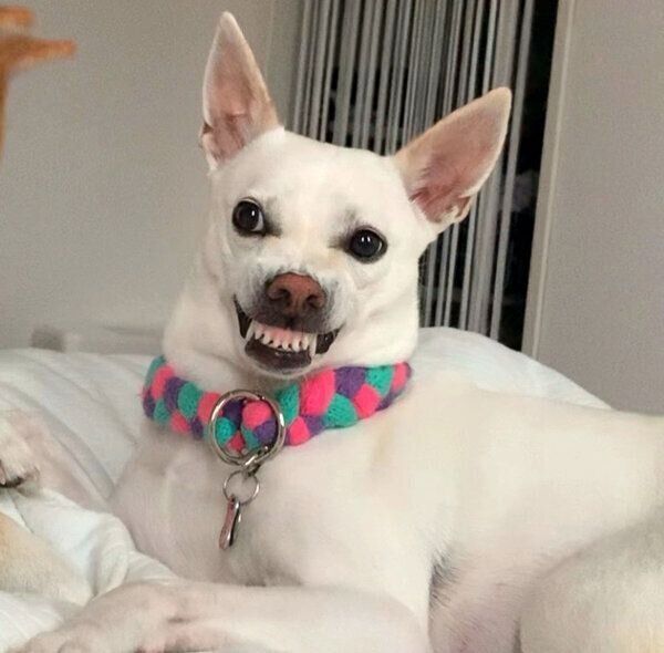 歯をむき出すすずちゃん