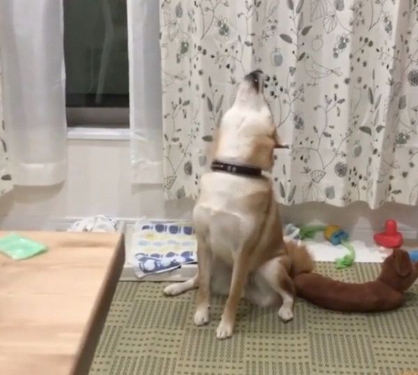 遠吠えする柴犬