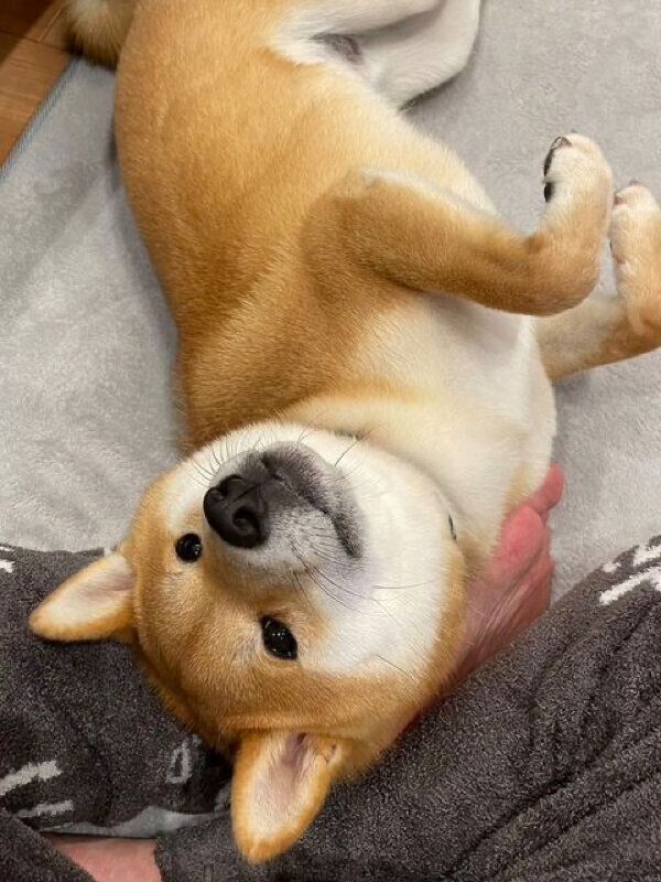 くつろぐまるくん