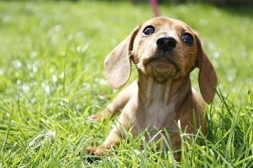 ミニチュア・ダックスフンド