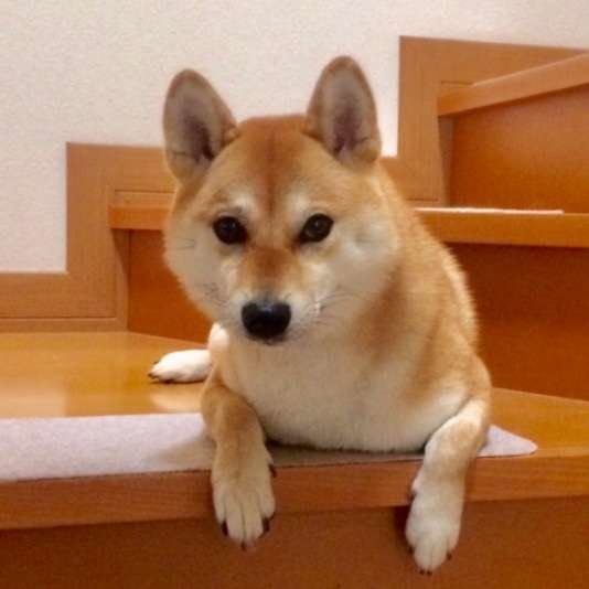 まるちゃんの待ち伏せ